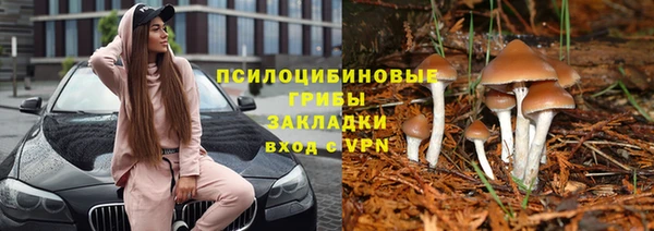 крисы Алзамай